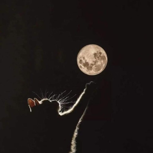 El ba S. profile photo