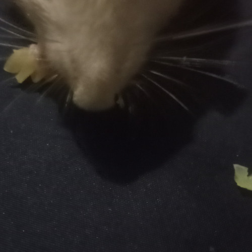 Ratita R.