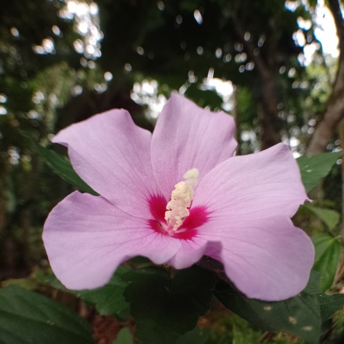 mihirani r.