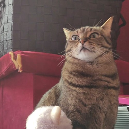 Ana L. profile photo