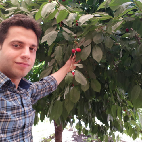 Mohammad  M. profile photo