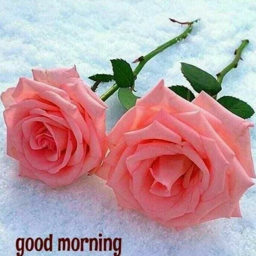 haritha G.