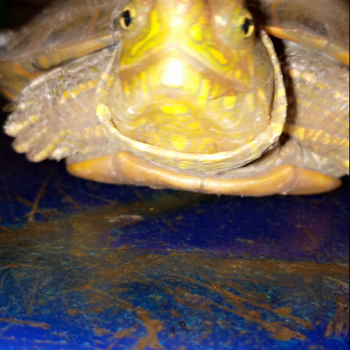 Rafael D. profile photo