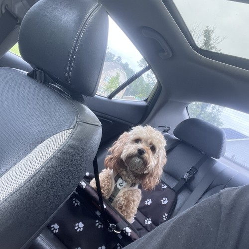 Dominick L. profile photo