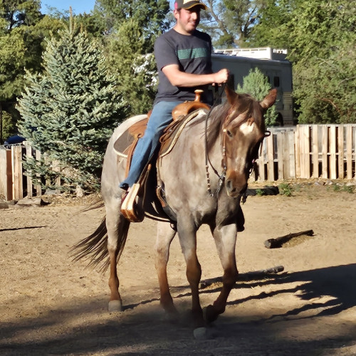 gino W. profile photo
