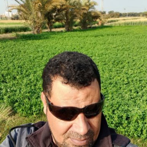 Abdelsalam M.