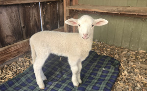 racf Edgar R. photo gallery