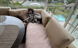 racf JEAN MODESTE  H. photo gallery