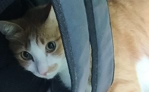 racf Nathan K. photo gallery