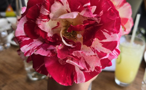 racf Daisy K. photo gallery