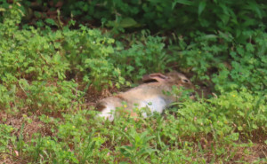 racf Meghan M. photo gallery