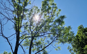 racf Cisa M. photo gallery