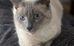 racf Laura  M. photo gallery