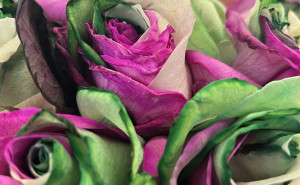 racf Shakia R. photo gallery