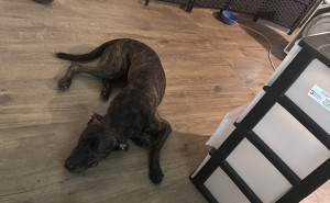 racf Sasha L. photo gallery